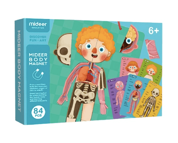 Education Toy Body Magnet - Mideer